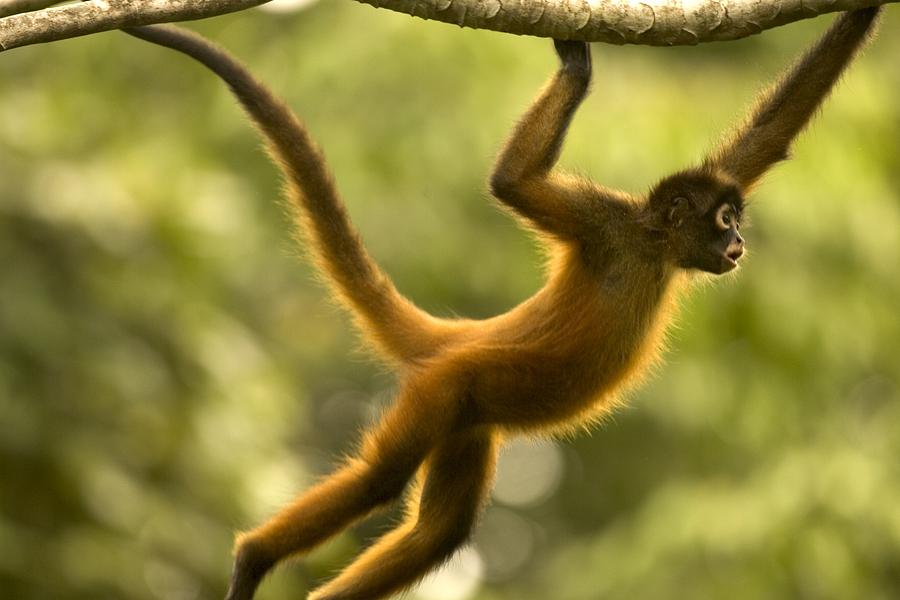 Sex determanation of a spider monkey